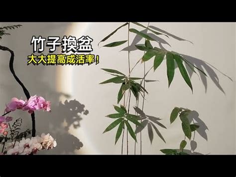 種竹子盆栽 夾層法規